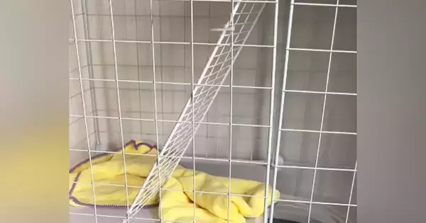朝起きてケージを見ると子猫の姿がない→慌てて探した結果…まさかの『隠れ場所』が88万再生「トイレの中かと思ったｗ」「愛くるしいｗ」