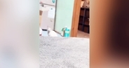少し離れた場所にいた猫→『おりこうするか！』と声をかけてみると…愛くるしすぎる『全力の反応』に「やばい何度も見てしまう」「かぁいいぃ」