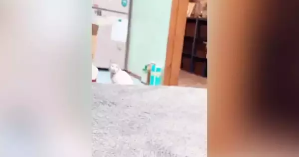 少し離れた場所にいた猫→『おりこうするか！』と声をかけてみると…愛くるしすぎる『全力の反応』に「やばい何度も見てしまう」「かぁいいぃ」