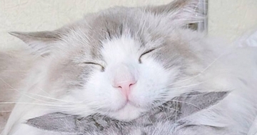 後ろからぎゅーっと同居猫を抱きしめる猫…『可愛すぎる瞬間』に2万いいねの反響「ムギュってなってるｗ」「お顔が幸せそう」