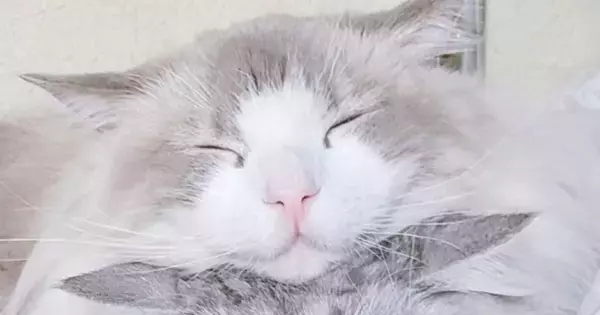 後ろからぎゅーっと同居猫を抱きしめる猫…『可愛すぎる瞬間』に2万いいねの反響「ムギュってなってるｗ」「お顔が幸せそう」