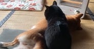 座布団の上でくつろぎたい柴犬と黒猫→場所を取り合っていると…『尊すぎる結末』が21万再生「ほんとに仲良いなぁ」「座布団になりたい」