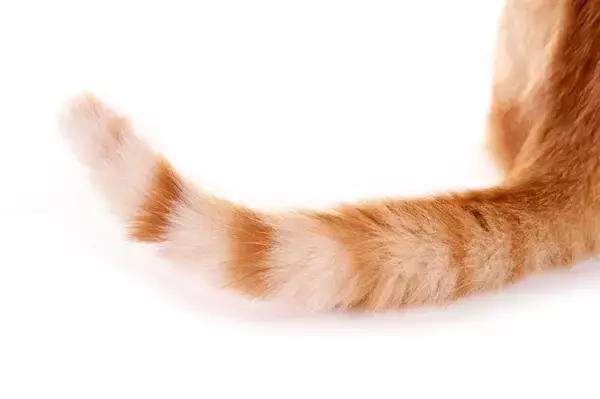 猫の『しっぽに触れると怒る』理由4選　なぜ触られたくないの？避けるべき行為まで