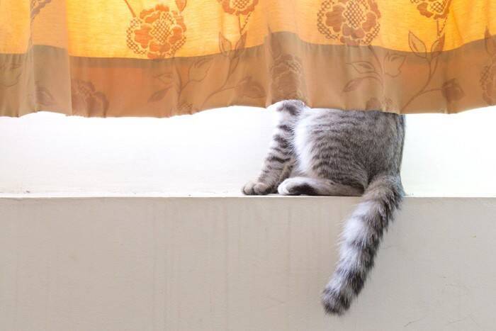 猫の『しっぽに触れると怒る』理由4選　なぜ触られたくないの？避けるべき行為まで