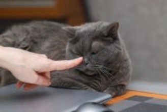 猫が『ウザイ』と感じている飼い主の行動5選　嫌がっているサインや適切な接し方まで