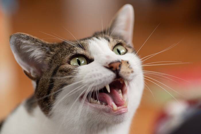 シニア猫がなりやすい『甲状腺機能亢進症』5つの知識　原因や症状から早期発見するためのポイントまで