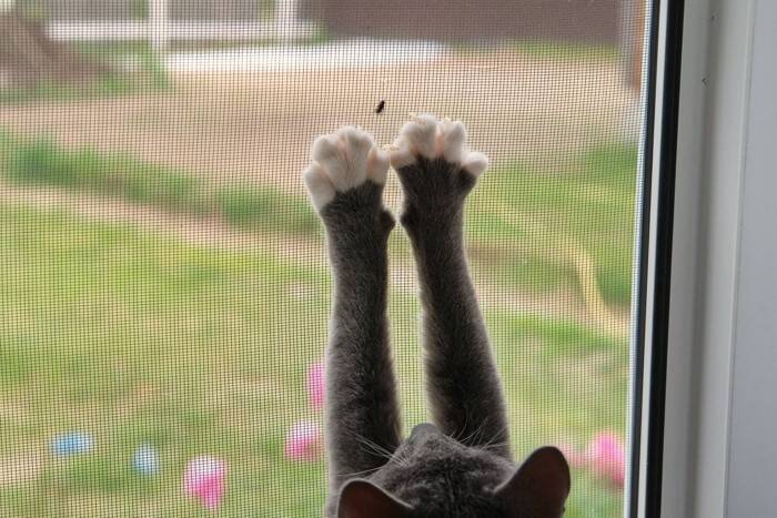 猫が過ごす部屋に欠かせない『網戸対策』3つ　思わぬトラブルを防止するためにできることとは