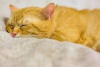 猫が虜になる『大好きな物』5選　好みやすい理由から使用時の注意点まで