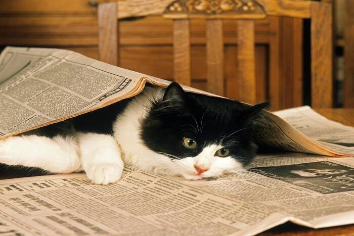 猫が虜になる『大好きな物』5選　好みやすい理由から使用時の注意点まで