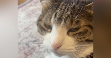 愛猫に『お仕事行ってくるね』と伝えた結果…心奪われる『可愛すぎるお返事』が72万再生「本当に聞こえるｗ」「もう仕事行かない」