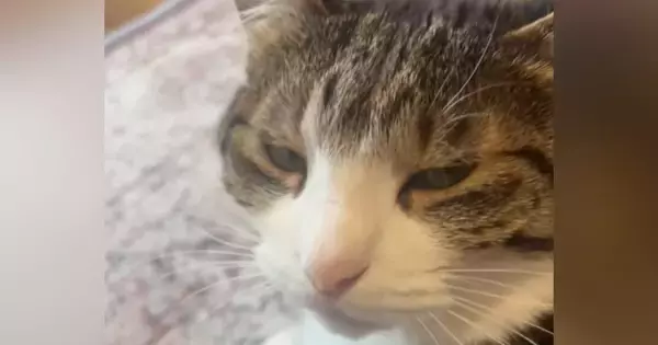 愛猫に『お仕事行ってくるね』と伝えた結果…心奪われる『可愛すぎるお返事』が72万再生「本当に聞こえるｗ」「もう仕事行かない」