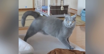 真剣な表情で見つめてきた猫→『ステップ』を踏み始めて…まさかの『動き』が79万再生「やんのかステップが下手説ｗ」「初めて見たｗ」と爆笑
