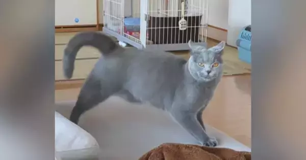 真剣な表情で見つめてきた猫→『ステップ』を踏み始めて…まさかの『動き』が79万再生「やんのかステップが下手説ｗ」「初めて見たｗ」と爆笑
