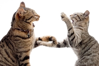 猫たちの『遊びとケンカ』を見分ける方法3つ　放置すると危険なサインや止めるときの注意点