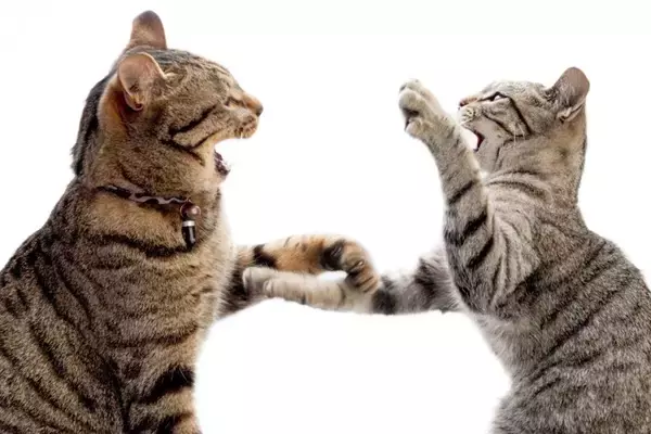 猫たちの『遊びとケンカ』を見分ける方法3つ　放置すると危険なサインや止めるときの注意点