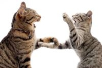 猫たちの『遊びとケンカ』を見分ける方法3つ　放置すると危険なサインや止めるときの注意点