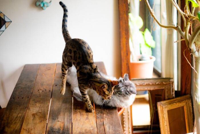 猫たちの『遊びとケンカ』を見分ける方法3つ　放置すると危険なサインや止めるときの注意点