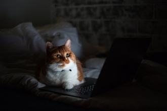 『あなたが寝ている間』に猫がしていること4つ　どんな過ごし方をしているの？注意すべきトラブルも