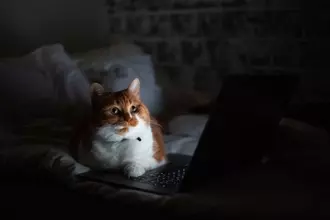 『あなたが寝ている間』に猫がしていること4つ　どんな過ごし方をしているの？注意すべきトラブルも