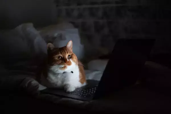 『あなたが寝ている間』に猫がしていること4つ　どんな過ごし方をしているの？注意すべきトラブルも