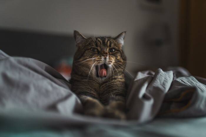 『あなたが寝ている間』に猫がしていること4つ　どんな過ごし方をしているの？注意すべきトラブルも