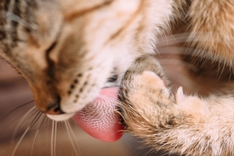 猫が『舌を出したまま』なときに考えられる理由3つ　お茶目な仕草では済まないことも？病気のリスクまで解説