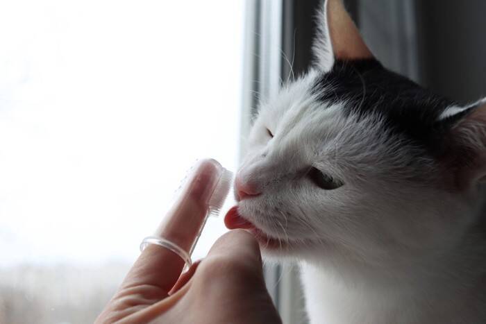 猫が『舌を出したまま』なときに考えられる理由3つ　お茶目な仕草では済まないことも？病気のリスクまで解説