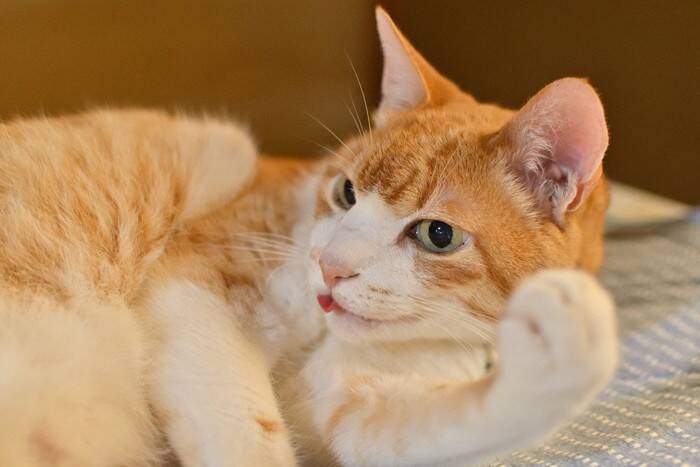 猫が『舌を出したまま』なときに考えられる理由3つ　お茶目な仕草では済まないことも？病気のリスクまで解説