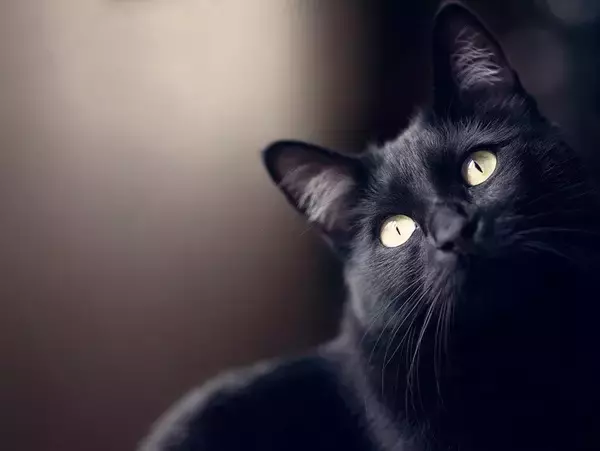 閉じ込められて大窮地に立った猫たち　大都市ニューヨークで有名になった「奇跡の救出劇」