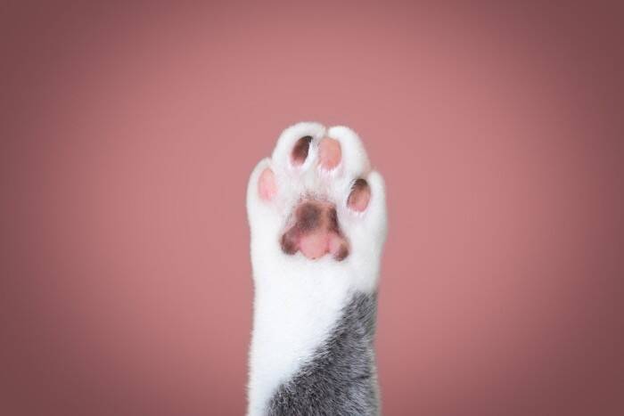 猫のからだに表れる『ユニークな柄』6選　ヒゲや靴下…個性豊かな模様をご紹介