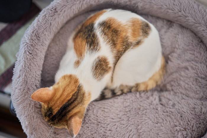 猫のからだに表れる『ユニークな柄』6選　ヒゲや靴下…個性豊かな模様をご紹介