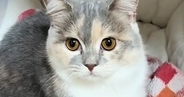 猫に『ハンモックへの行き方』を教えてみた結果…まさかの反応と『結末』が151万再生「天才だと思ったらｗ」「オロロロロｗｗ」と爆笑の声