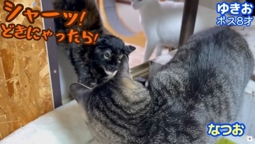 我が家の『最強メス猫』→オス猫たちを次々と睨みつけた結果…まさかの『女帝』誕生に「真の支配者」「姐さん強い…ｗ」爆笑の声多数