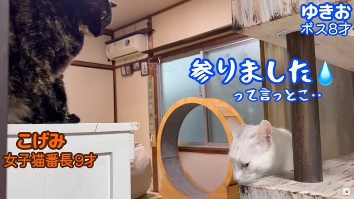 我が家の『最強メス猫』→オス猫たちを次々と睨みつけた結果…まさかの『女帝』誕生に「真の支配者」「姐さん強い…ｗ」爆笑の声多数