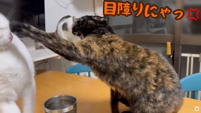 我が家の『最強メス猫』→オス猫たちを次々と睨みつけた結果…まさかの『女帝』誕生に「真の支配者」「姐さん強い…ｗ」爆笑の声多数