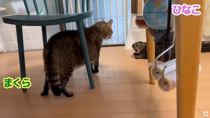 我が家の『最強メス猫』→オス猫たちを次々と睨みつけた結果…まさかの『女帝』誕生に「真の支配者」「姐さん強い…ｗ」爆笑の声多数