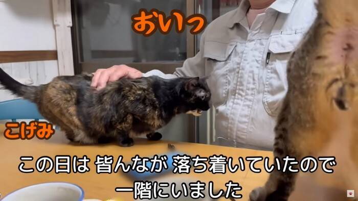 我が家の『最強メス猫』→オス猫たちを次々と睨みつけた結果…まさかの『女帝』誕生に「真の支配者」「姐さん強い…ｗ」爆笑の声多数
