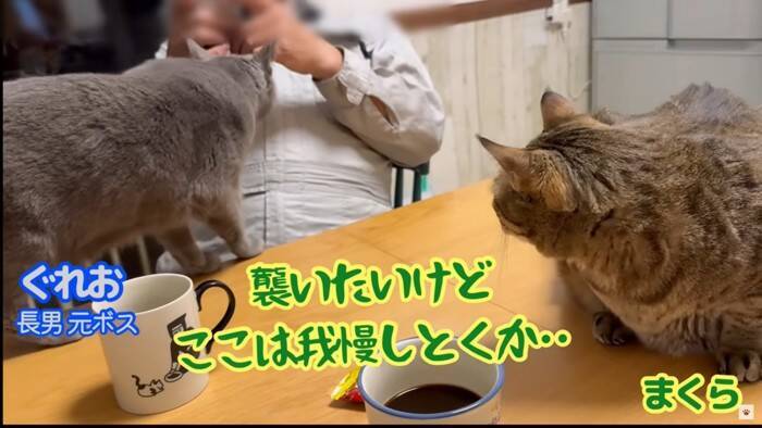 我が家の『最強メス猫』→オス猫たちを次々と睨みつけた結果…まさかの『女帝』誕生に「真の支配者」「姐さん強い…ｗ」爆笑の声多数