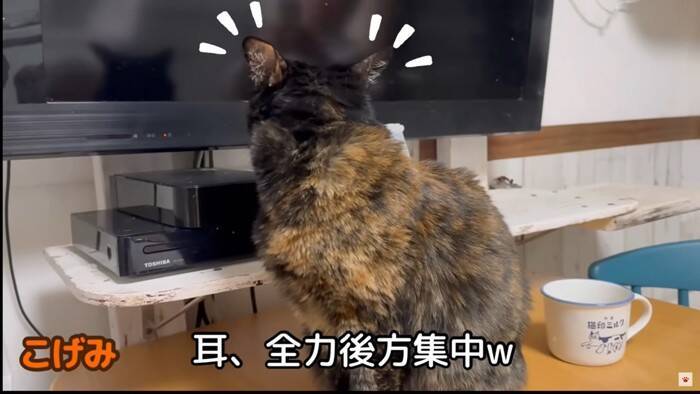 我が家の『最強メス猫』→オス猫たちを次々と睨みつけた結果…まさかの『女帝』誕生に「真の支配者」「姐さん強い…ｗ」爆笑の声多数