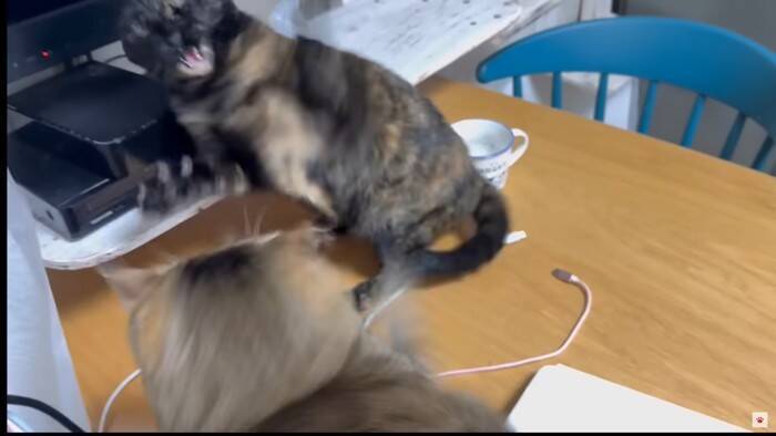 我が家の『最強メス猫』→オス猫たちを次々と睨みつけた結果…まさかの『女帝』誕生に「真の支配者」「姐さん強い…ｗ」爆笑の声多数