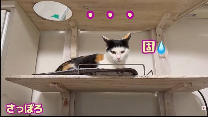 我が家の『最強メス猫』→オス猫たちを次々と睨みつけた結果…まさかの『女帝』誕生に「真の支配者」「姐さん強い…ｗ」爆笑の声多数