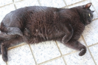 『肥満猫』が抱えている健康リスク5選　危険な病気の可能性からダイエットの方法まで