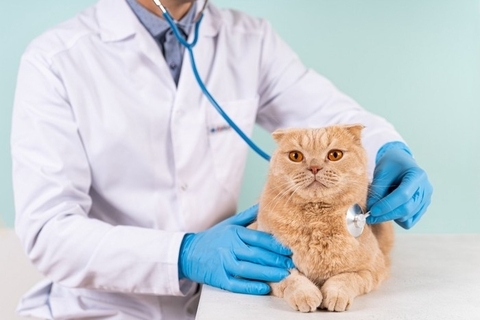 猫が発症しやすい『がん』4つ　主な特徴や表れる症状、予防法まで解説