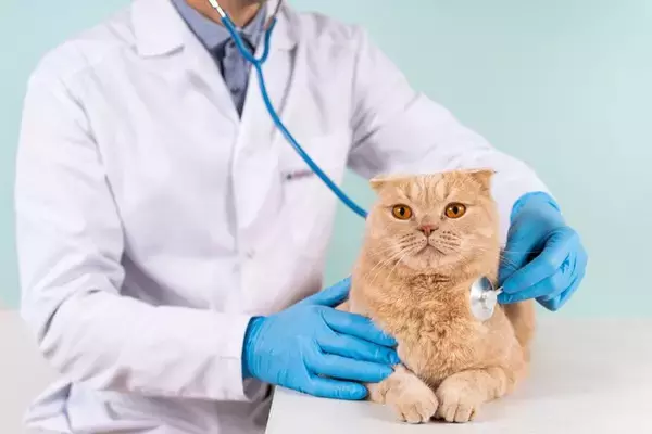 猫が発症しやすい『がん』4つ　主な特徴や表れる症状、予防法まで解説