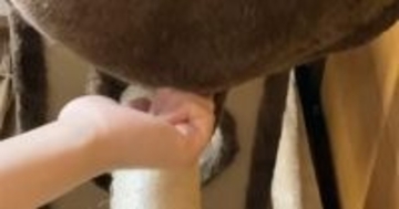 キャットタワーでくつろぐ猫→ハンモックの底をツンツンしてみたら…『たまらない瞬間』に19万いいね「かぁぁぁｗ可愛すぎる」「ぴょこｗ」