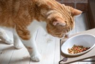 猫の「食べる早さ」が遅くなる原因6つ｜トラブルの可能性から対処法まで解説