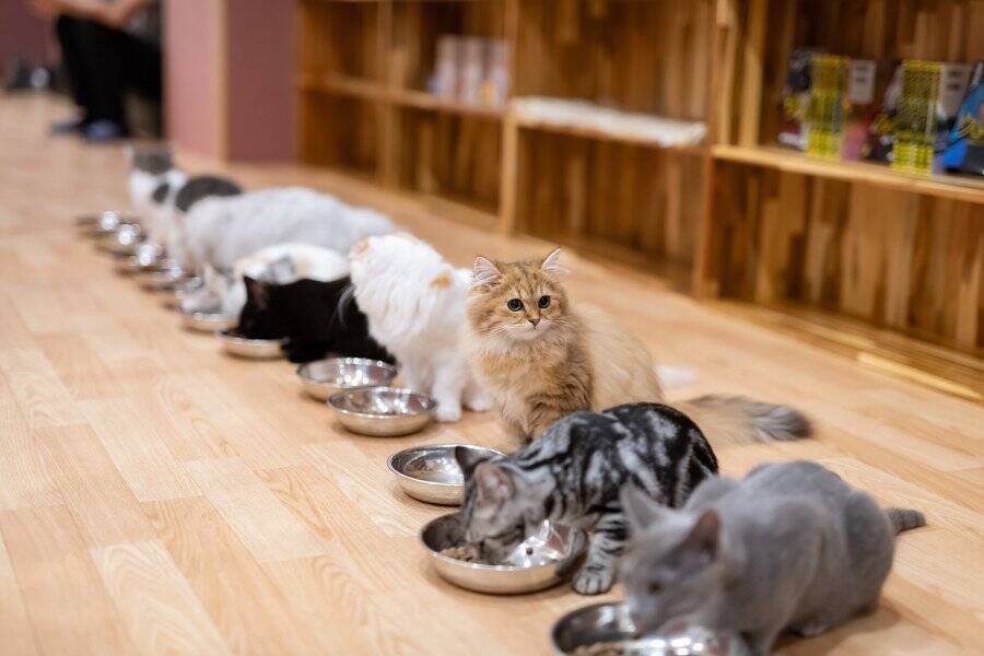 猫の「食べる早さ」が遅くなる原因6つ｜トラブルの可能性から対処法まで解説