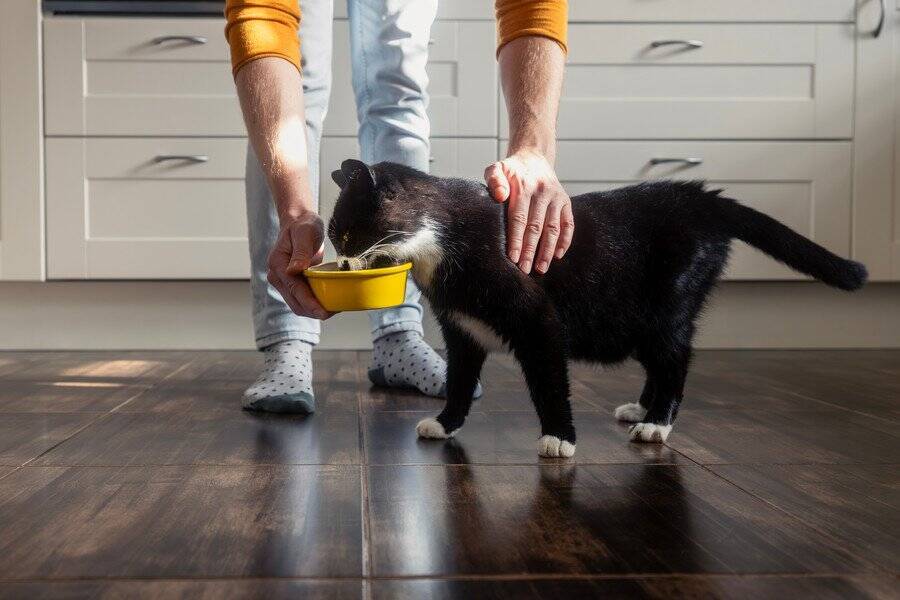 猫の「食べる早さ」が遅くなる原因6つ｜トラブルの可能性から対処法まで解説