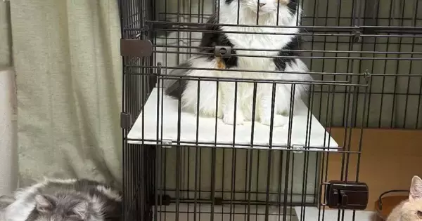 『あ、可愛い！』と思って『集合していた猫たち』を撮った結果…まさかの『衝撃的な表情』に「メンチ切ってる感好きｗ」「何があったｗ」