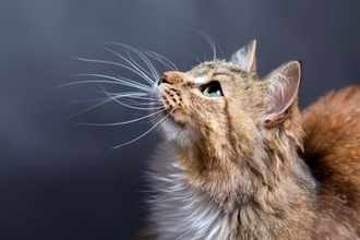猫の『ヒゲ』が持っている重要な役割4選　知っておきたい知識や避けるべきNG行為まで
